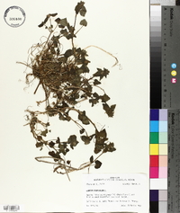 Lamium purpureum image