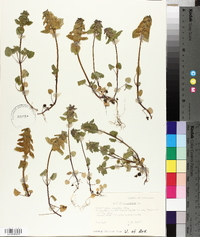 Lamium purpureum image