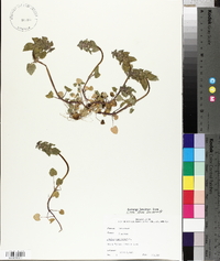 Lamium purpureum image