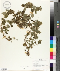 Lamium purpureum image