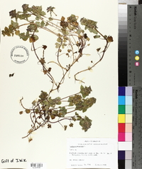 Lamium purpureum image