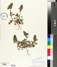 Lamium purpureum image