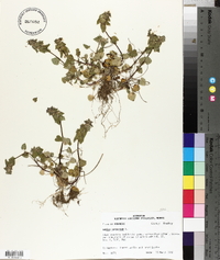 Lamium purpureum image