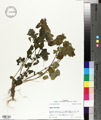 Lamium purpureum image