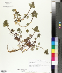 Lamium purpureum image