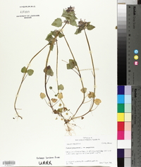 Lamium purpureum image