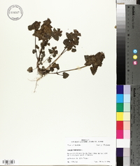 Lamium purpureum image