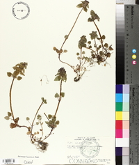 Lamium purpureum var. hybridum image