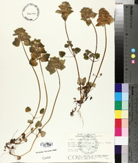 Lamium purpureum var. hybridum image