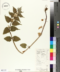 Lamium album image