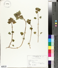 Lamium purpureum image