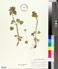 Lamium purpureum image