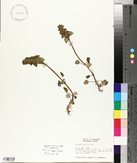 Lamium purpureum image