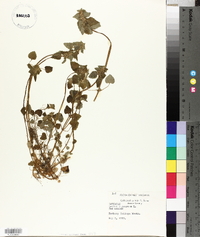 Lamium purpureum image