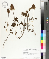 Lamium purpureum image