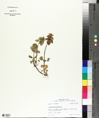 Lamium purpureum image