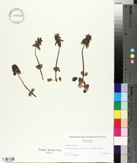 Lamium purpureum image
