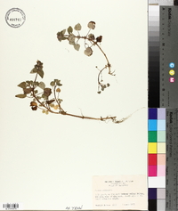 Lamium purpureum image