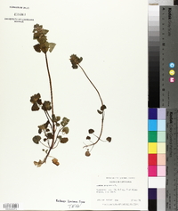 Lamium purpureum image