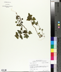 Lamium purpureum image