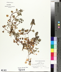 Lamium purpureum image