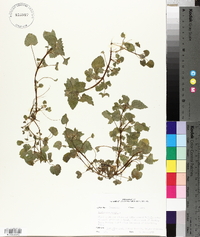 Lamium purpureum image