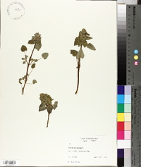 Lamium purpureum image