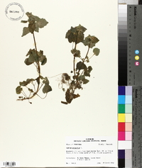 Lamium purpureum image