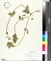 Lamium purpureum image