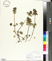 Lamium purpureum image