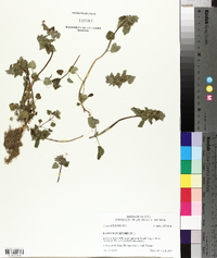 Lamium purpureum image