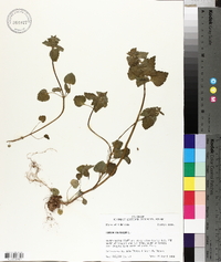 Lamium purpureum image