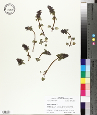Lamium purpureum image
