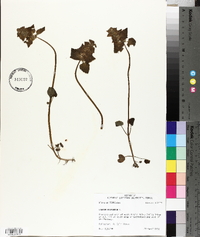 Lamium purpureum image