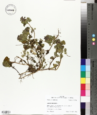 Lamium purpureum image