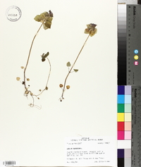 Lamium purpureum image