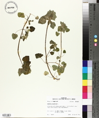 Lamium purpureum image