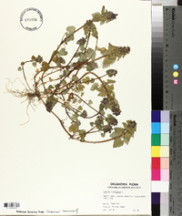 Lamium purpureum image