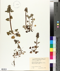 Lamium purpureum image