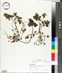 Lamium purpureum image