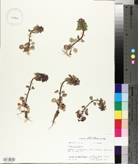 Lamium purpureum image