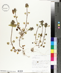 Lamium purpureum image