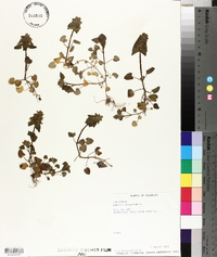Lamium purpureum image