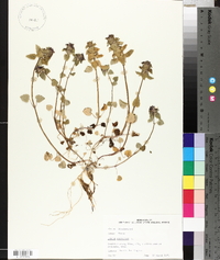 Lamium purpureum image