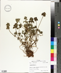Lamium purpureum image
