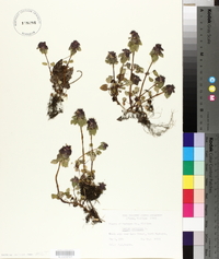 Lamium purpureum image