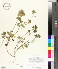 Lamium purpureum image