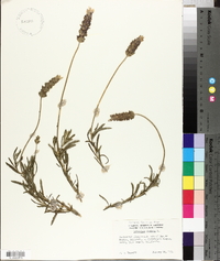 Lavandula dentata image