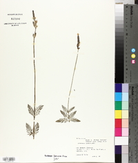 Lavandula canariensis image