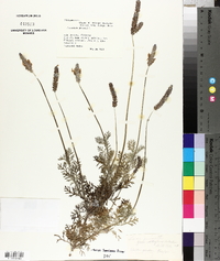 Lavandula pinnata image